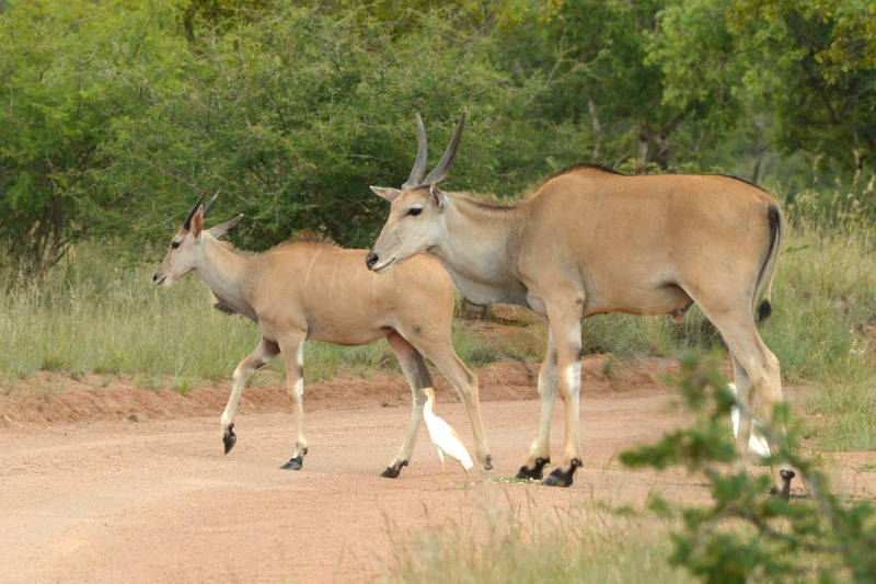 Eland