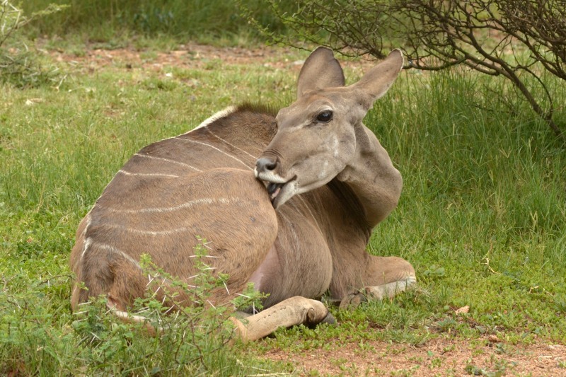 Kudu