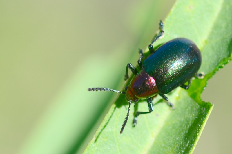 Milkweed Leaf Beetle