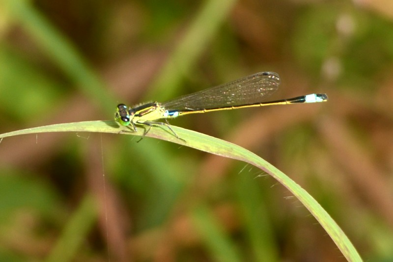 Tropical Bluetail