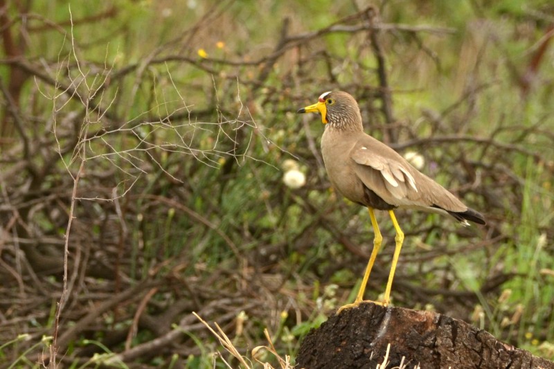 Wattled Lapwing
