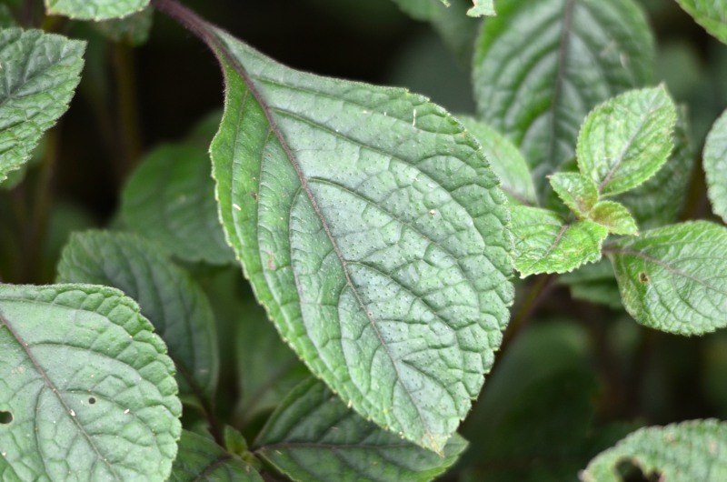 Speckled Spur-flower leaves