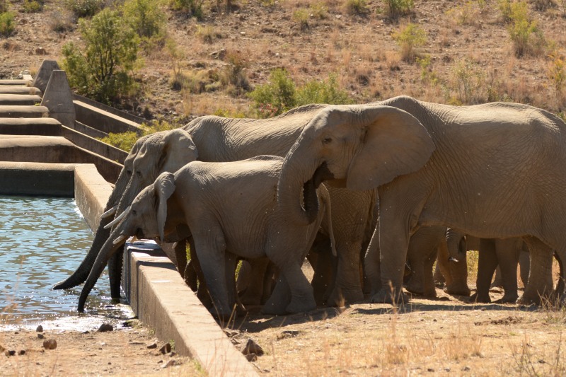 Pilanesberg National Park