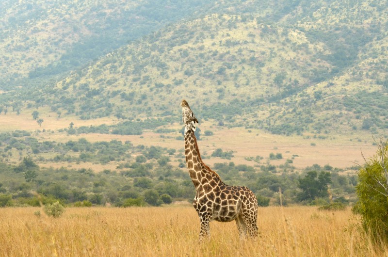 Pilanesberg National Park