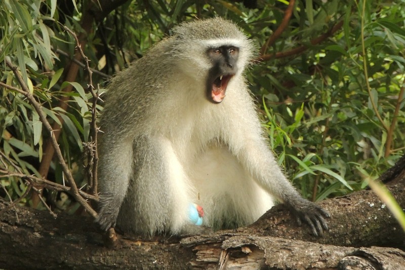 Vervet Monkey