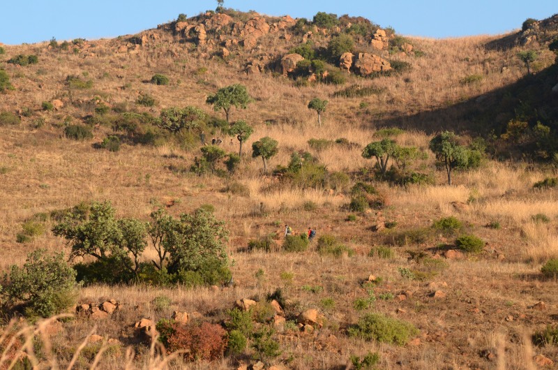 Suikerbosrand Nature Reserve