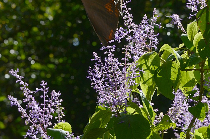Large Spur-flower Bush