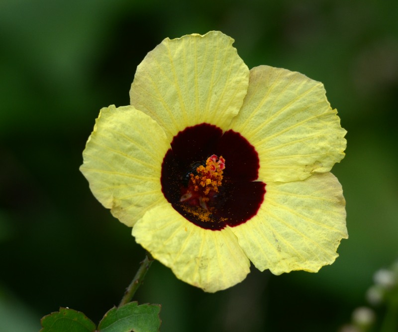 Prickly Wild Hibiscus Creeper