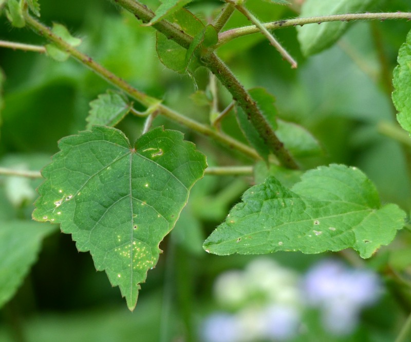 Prickly Wild Hibiscus Creeper