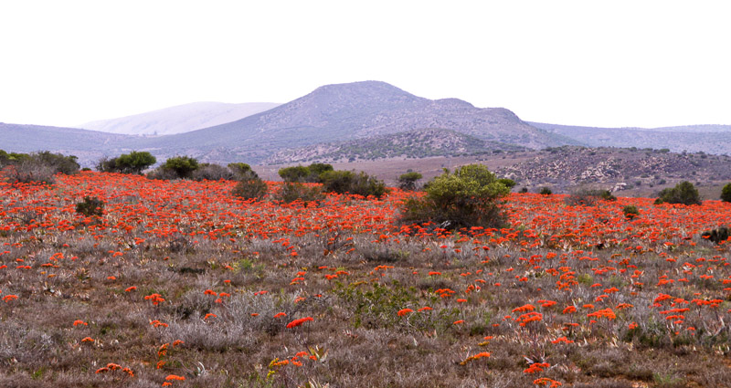 Wild flowers near Middleton