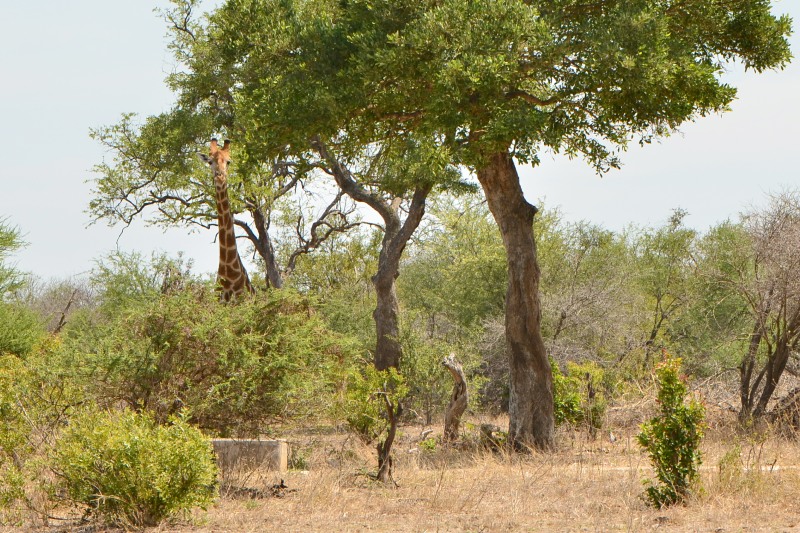 Giraffe at Ratel Pan