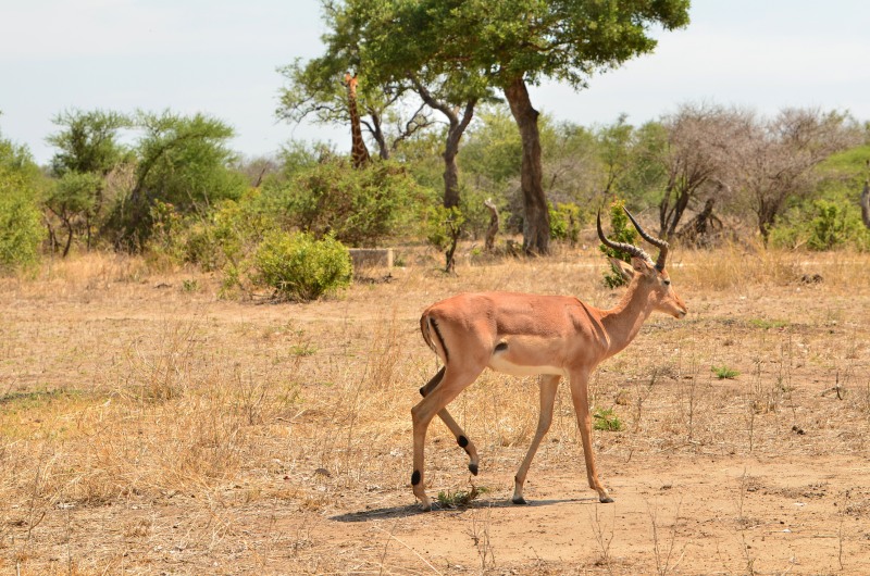 Impala at Ratel Pan