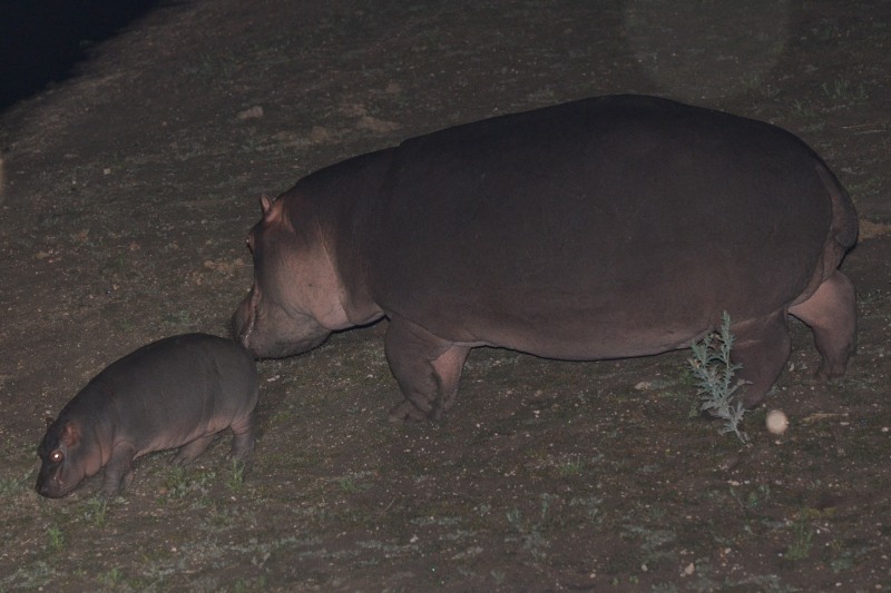 Hippo and calf