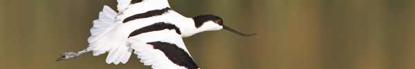 Pied Avocet