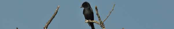 Fork-tailed Drongo