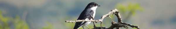 Fiscal Flycatcher