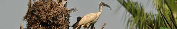 Sacred Ibis