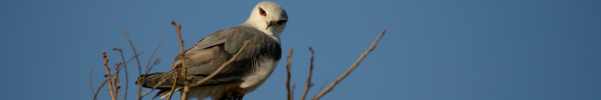 Black-shouldered Kite