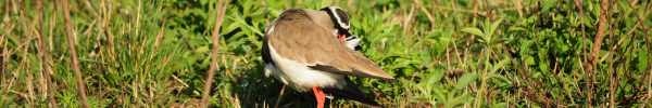 Crowned Lapwing