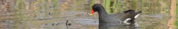 Common Moorhen