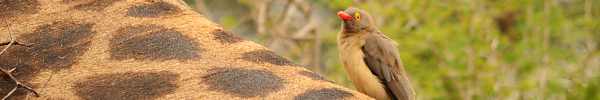 Red-billed Oxpecker