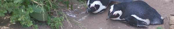 African Penguin