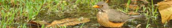 Olive Thrush