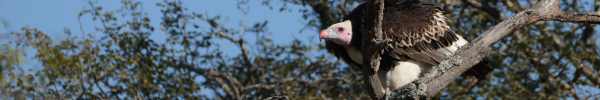 White-headed Vulture