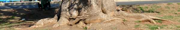 Baobab tree