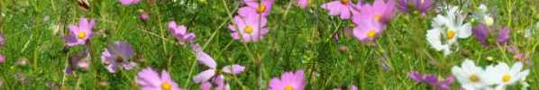 Cosmos flowers