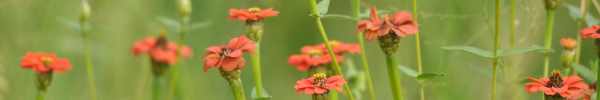Red-star Zinnia